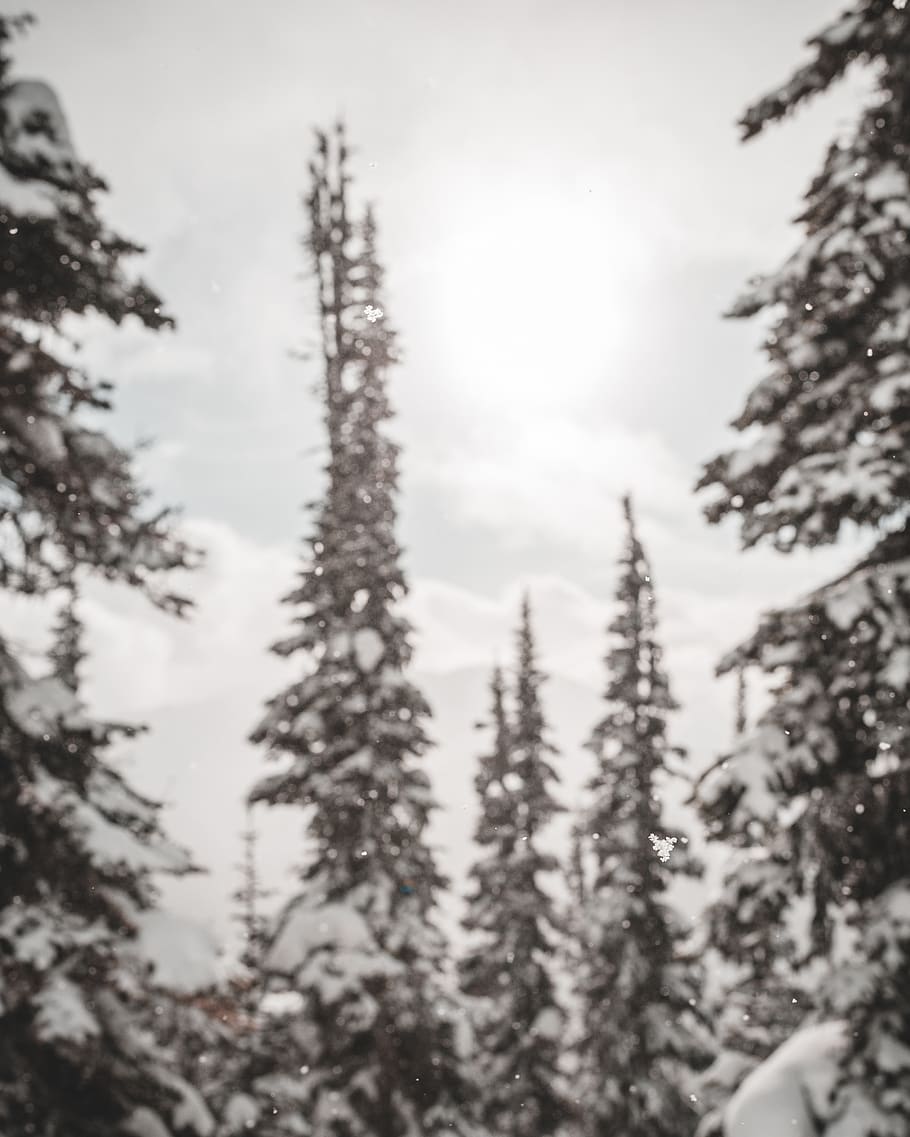pine trees covered in snow, plant, abies, fir, canada, whistler HD wallpaper