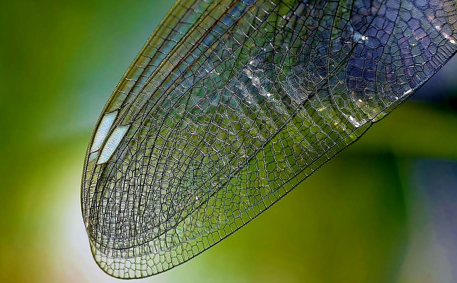 Macro Photography of Dragonfly's Wings, close, dragonfly wing HD wallpaper