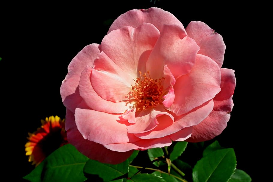 rose, flower, romantic, pink, beauty, love, romance, valentine's day HD wallpaper