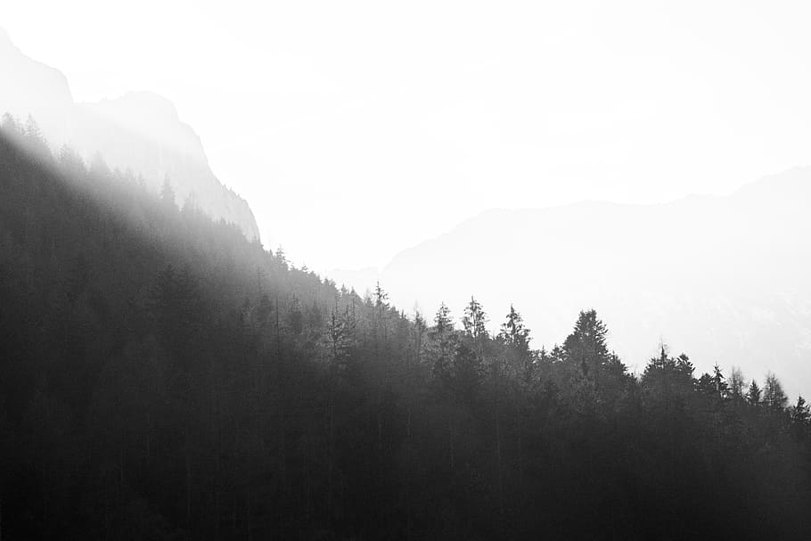 austria, forest, mountains, trees, woods, hill, fog, beauty in nature HD wallpaper