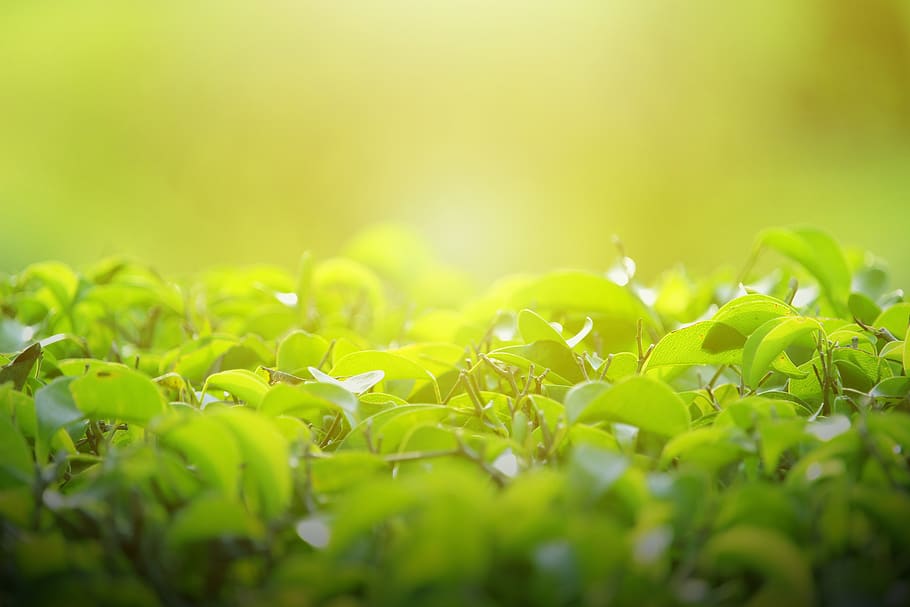 background, green, leaves, leaf, spring, tree, nature, light HD wallpaper