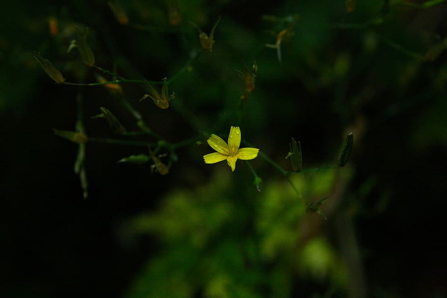 Selective Focus Photograph Of Yellow Flower, bloom, blossom, dew HD wallpaper