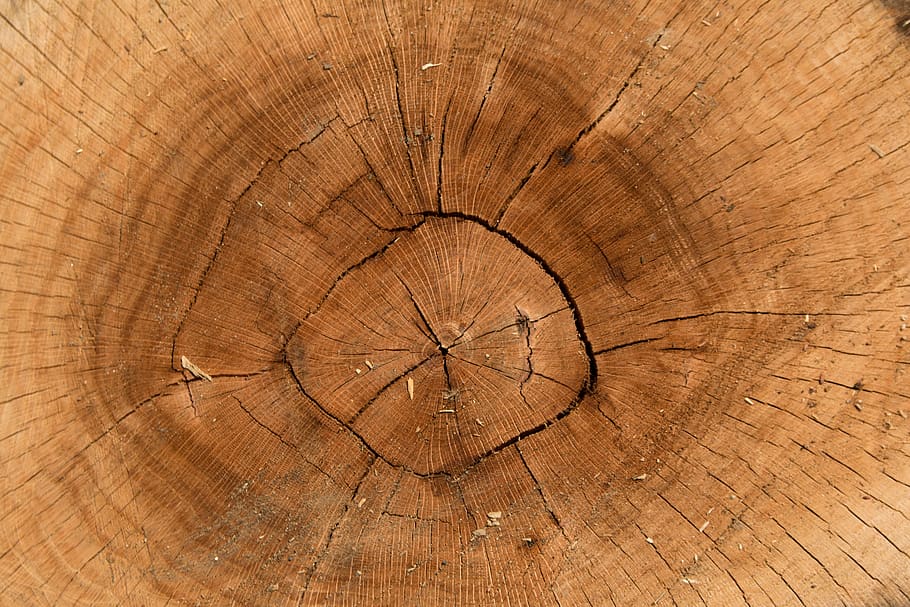 tree, treestump, tree stump, wood - material, backgrounds, tree ring HD wallpaper