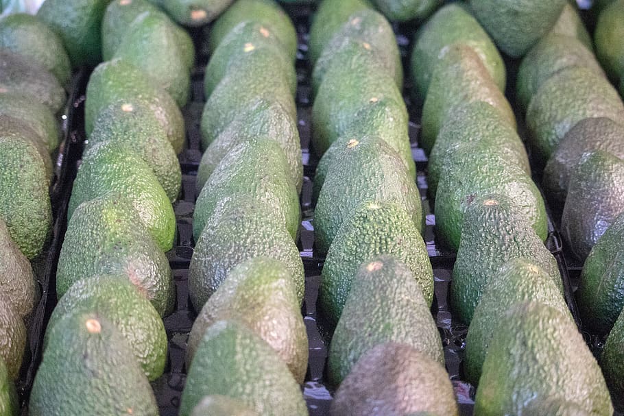 avocado, vegetable, row, tray, food, healthy, natural, summer HD wallpaper