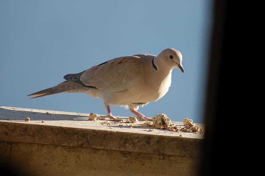 dove, birds, doves, animal themes, vertebrate, animal wildlife HD wallpaper