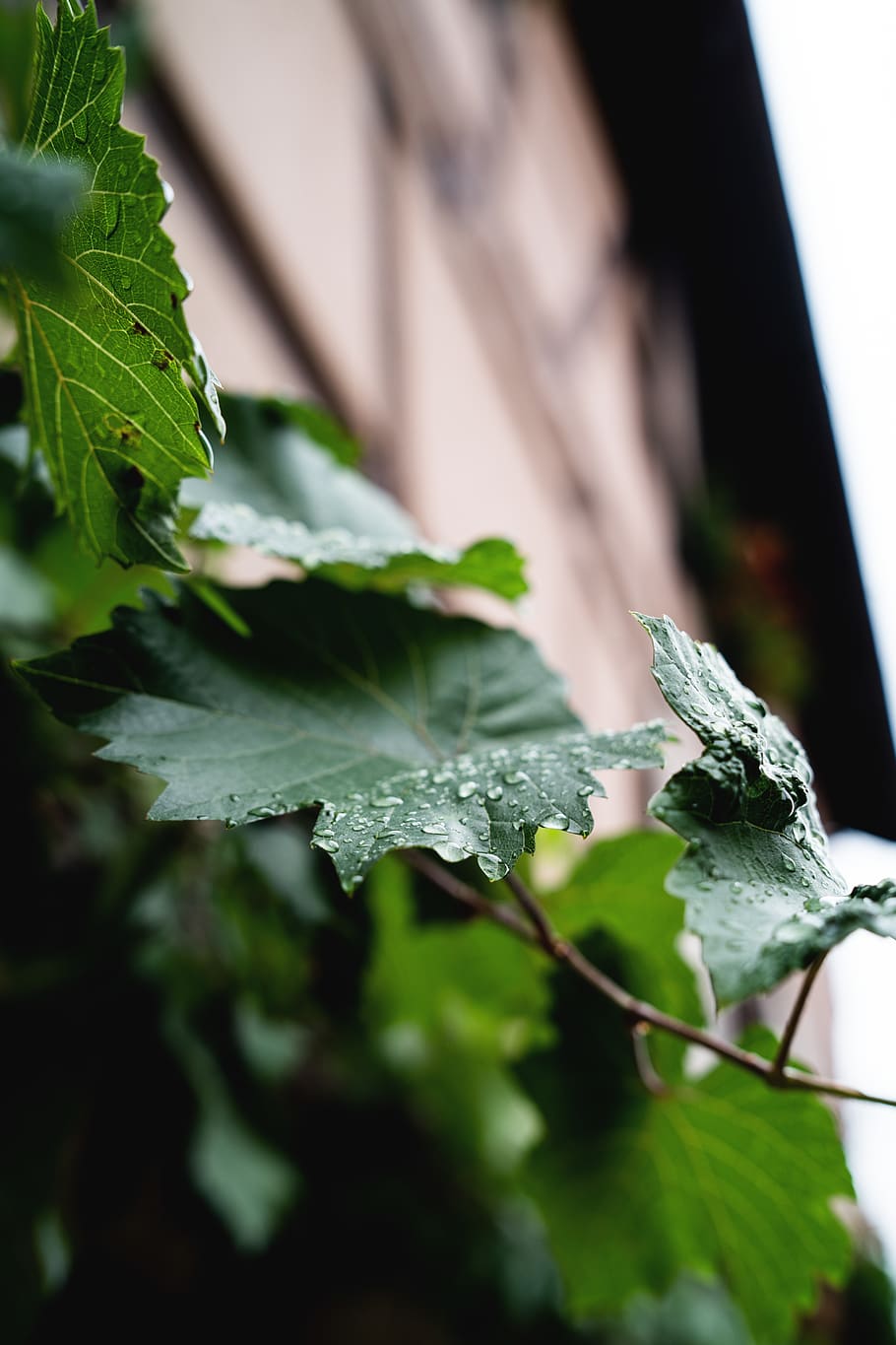 leaf, water, marcro, overcast, cloudy, day, plant part, green color HD wallpaper
