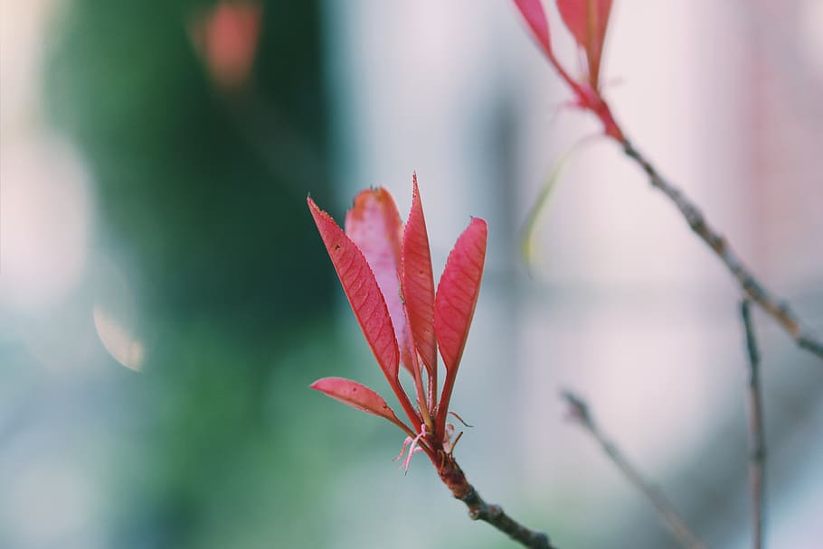 geranium, blossom, leaf, petal, flower, garden, macro, plant HD wallpaper