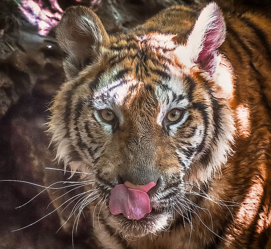 tiger, zoo, predator, wild, cat, animal, animals, nature, mammals HD wallpaper