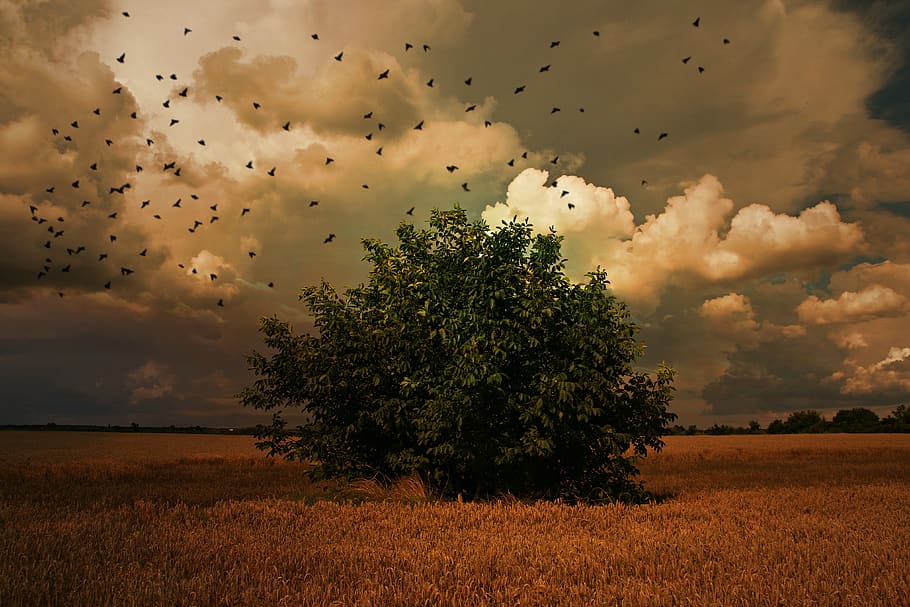 tree, birds, sky, cloud, landscape, nature, plain, grau, plant HD wallpaper