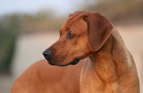 dog, ridgeback, pet, head, eyes, rhodesian, portrait, canine HD wallpaper