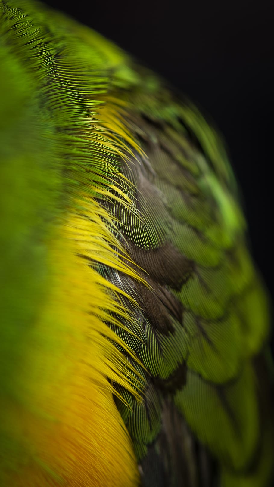 green and black feathers, bird, green color, vertebrate, animal HD wallpaper