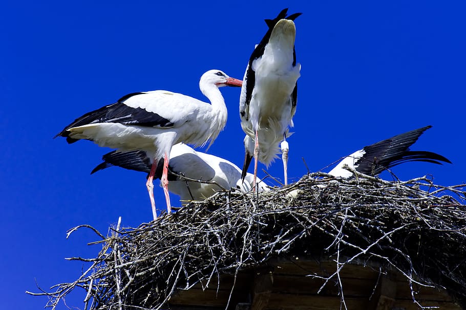 stork, feed, young animals, wing, birds, plumage, nature, rattle stork HD wallpaper