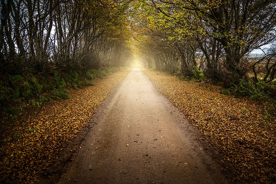 tree, the way forward, direction, plant, road, nature, tranquility HD wallpaper