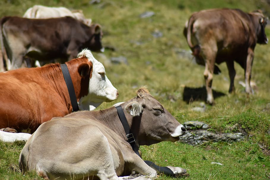 cows, alpine, pasture, beef, cattle, austria, group of animals HD wallpaper