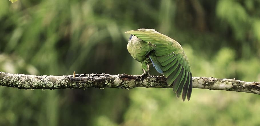 nature, ave, bird, feathers, colombia, animal themes, vertebrate HD wallpaper