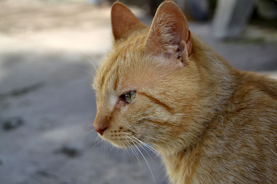 cat, pets, animals, cats, one animal, mammal, domestic animals HD wallpaper