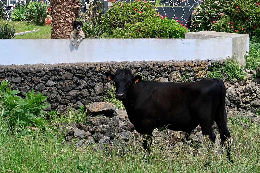 cow, mammal, domestic, pets, plant, animal themes, domestic animals HD wallpaper