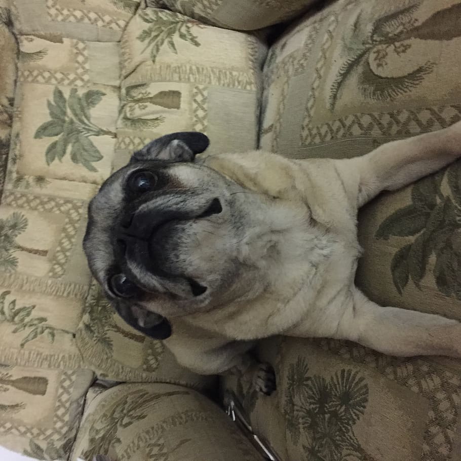 pug, happy, couch, pet, fog, sweet, attention, yearning, mammal HD wallpaper
