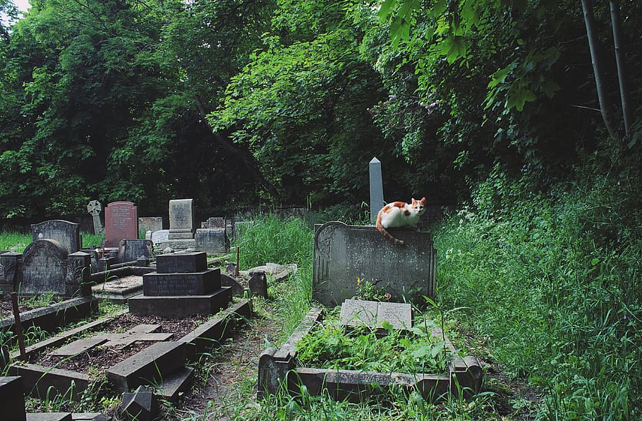 grave, nature, green, tree, forest, cat, cs lewi, oxford, cemetery HD wallpaper