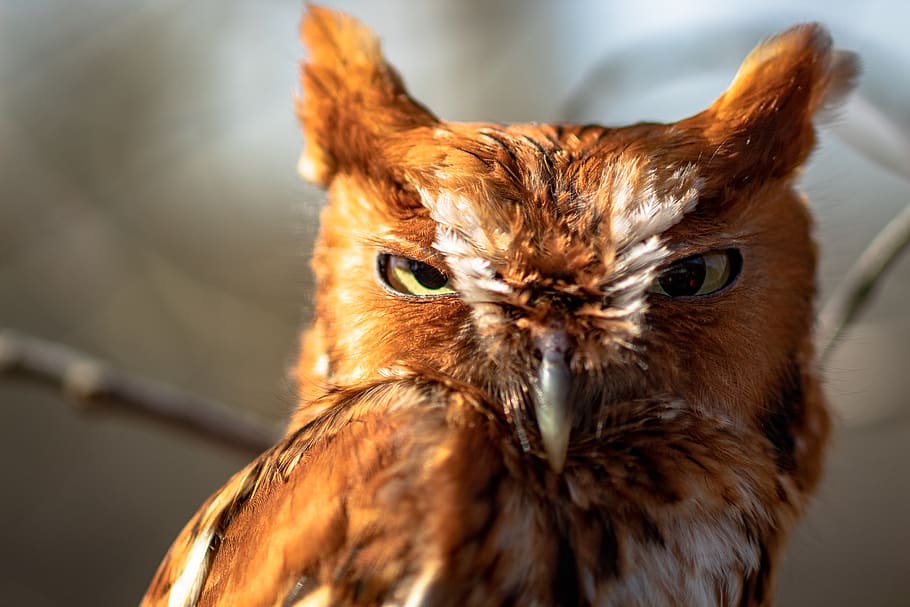 brown owl, one animal, close-up, bird, no people, vertebrate HD wallpaper