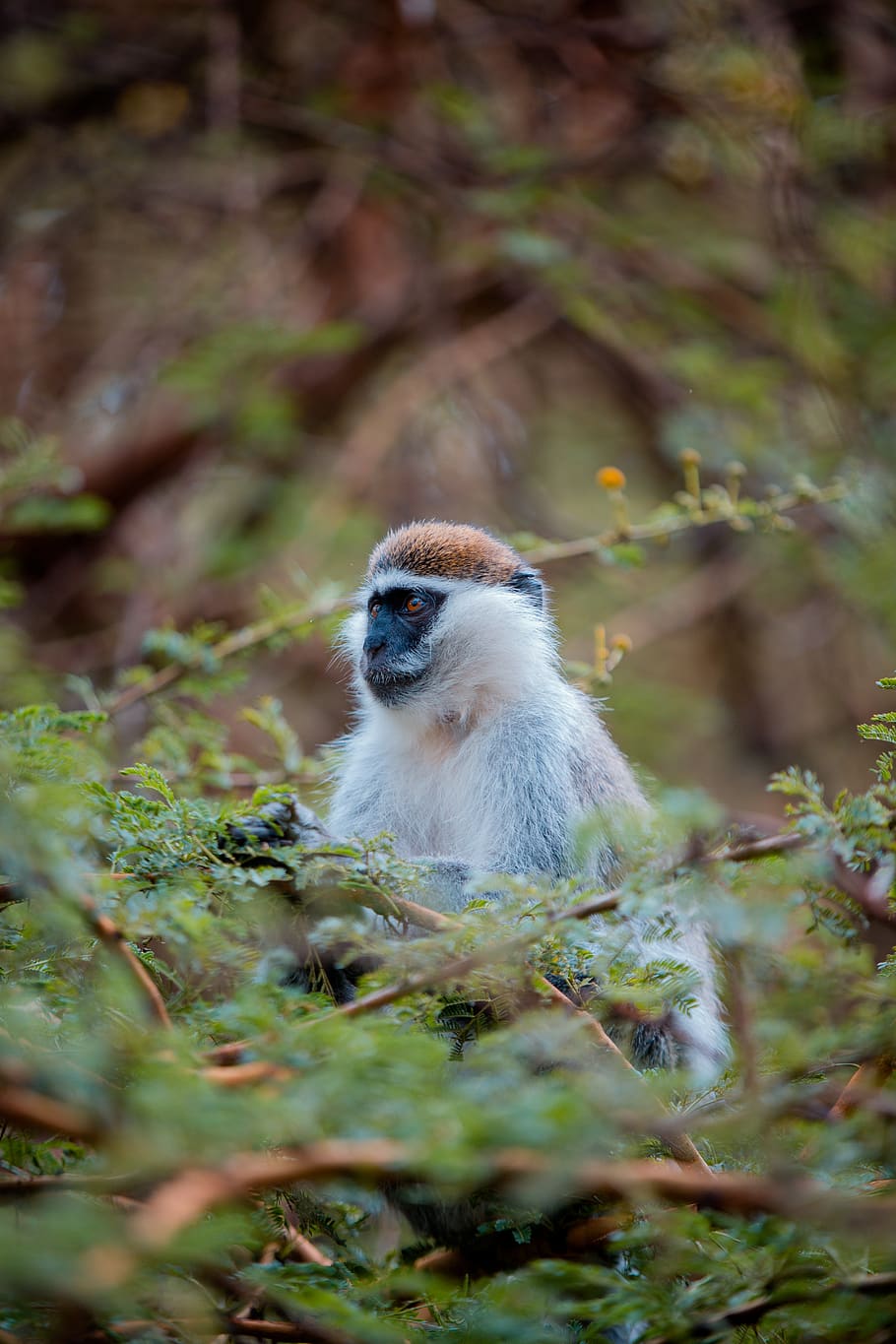 white and brown monkey on tree, animals in the wild, animal themes HD wallpaper