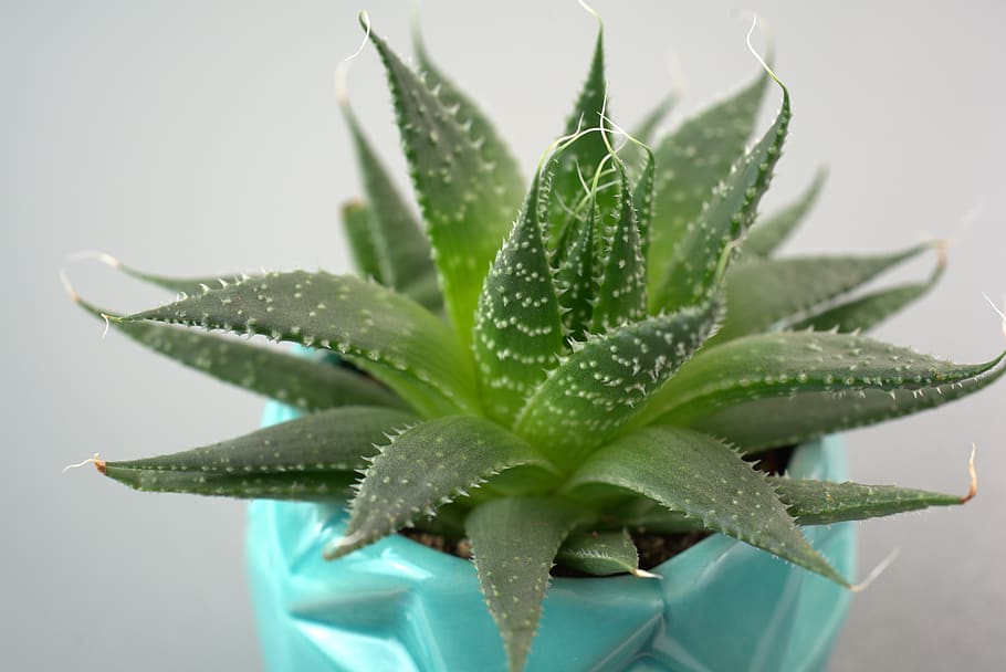 Special plant. Комнатные цветы с шипами. Кактус без колючек хавортия. Haworthia Taj Mahal. Горшок для хавортии PNG.