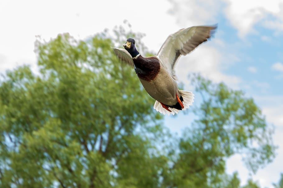 duck, flight, flying, wildfowl, nature, birds, animals in the wild HD wallpaper