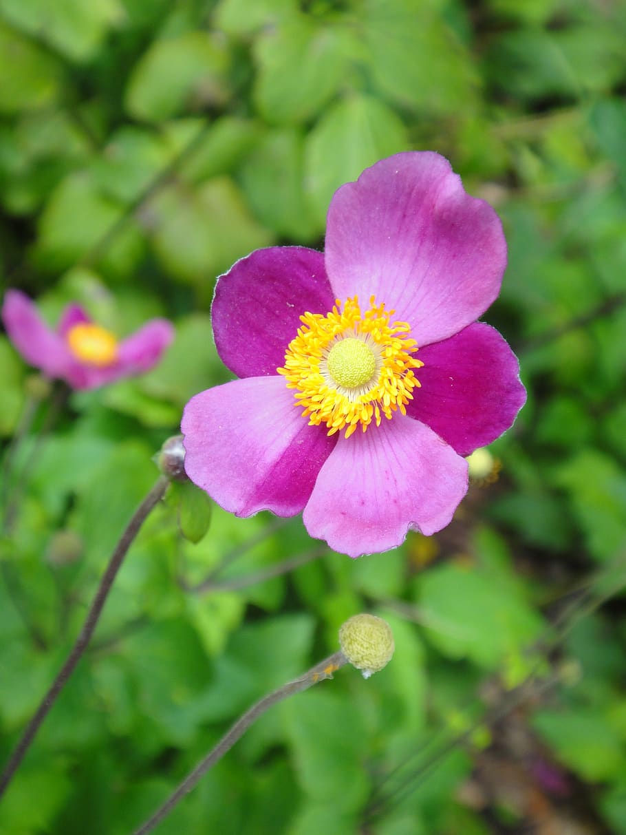 flower, pink, plant, blossom, summer, spring, flora, garden HD wallpaper