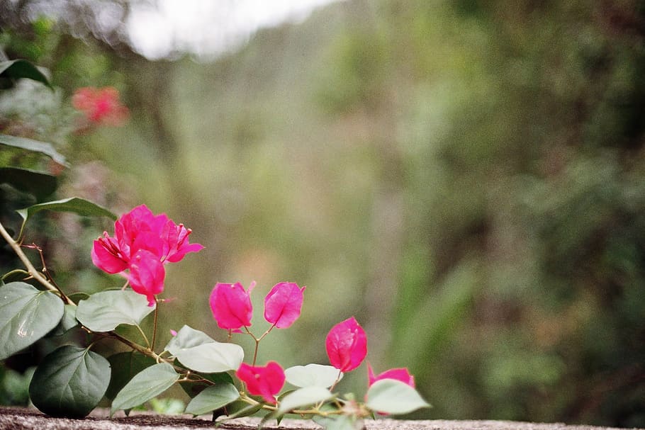 brazil, garden, flower, primavera, pink, border, brasil, nature, HD wallpaper