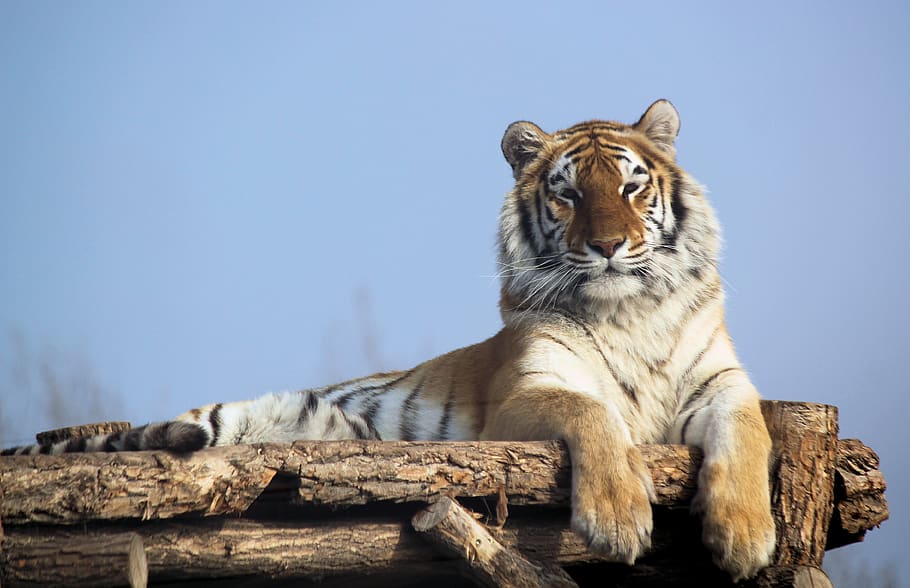 brown tiger lying on brown surface, animal, mammal, wildlife HD wallpaper