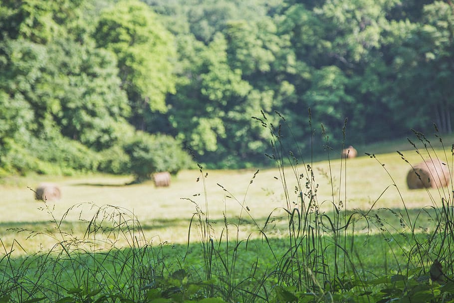 field, grass, keith, misner, roundbale, farm, valley, summer HD wallpaper