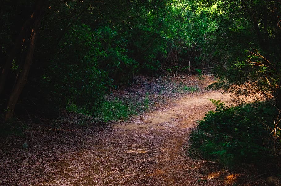 path, petals, nature, bloom, floral, summer, botanical, flowers HD wallpaper