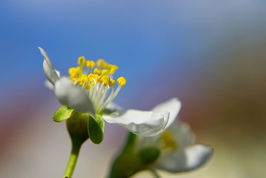 blossom, bloom, cherry, macro, close up, sprinkle, tree, spring, HD wallpaper