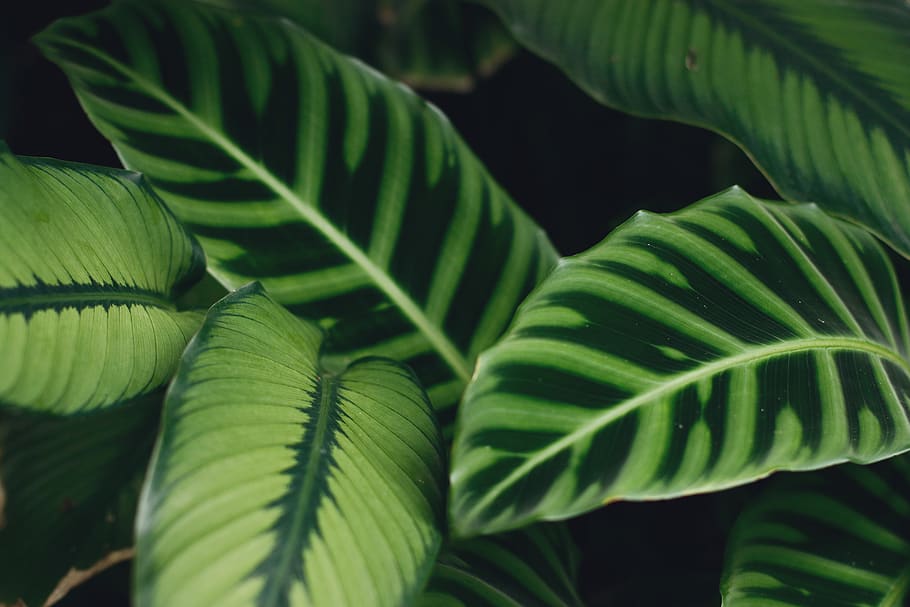 close-up photography of dumbcane plant leaves, leaf, green, vegetation, HD wallpaper