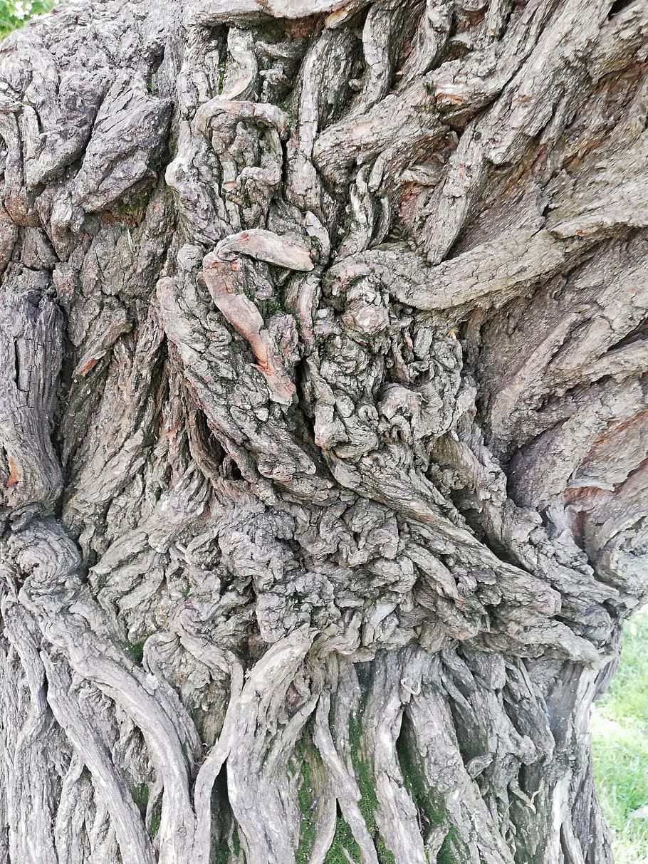 tree, texture, nature, shell, tree trunk, textured, no people HD wallpaper