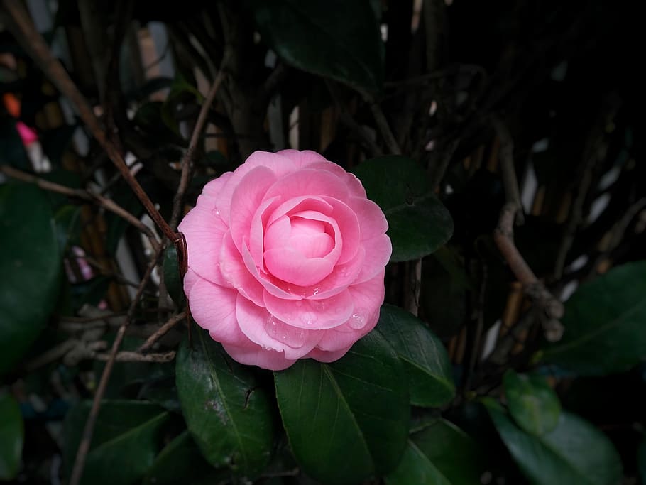 flower, plant, rose, beauty in nature, flowering plant, petal HD wallpaper