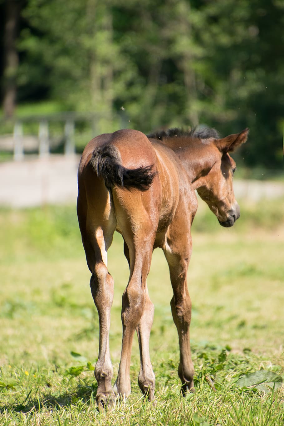 horse, foal, animal, mare, stallion, ride, coupling, cute, small, HD wallpaper