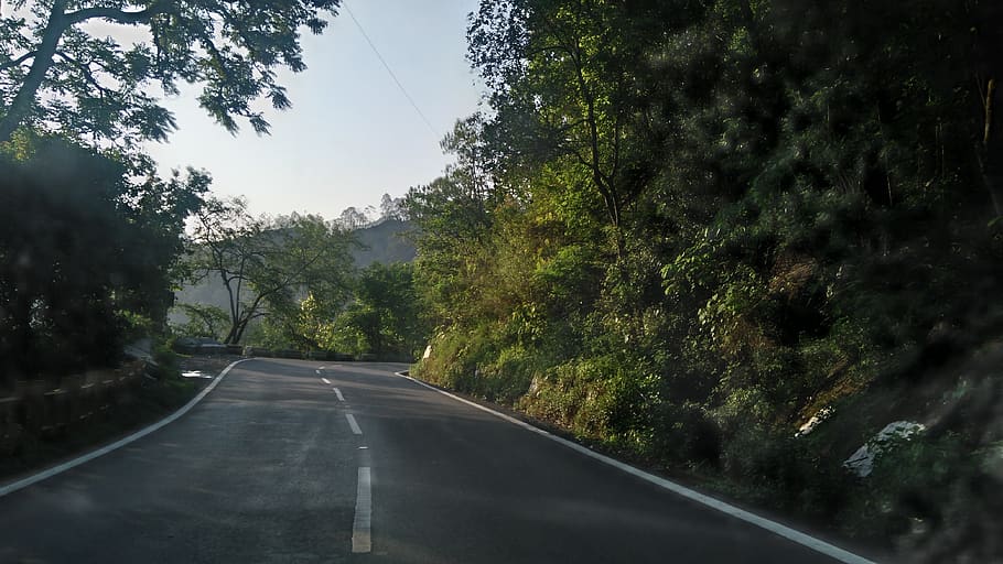 beauty, nature, forest, way, road, tree, trees, transportation HD wallpaper