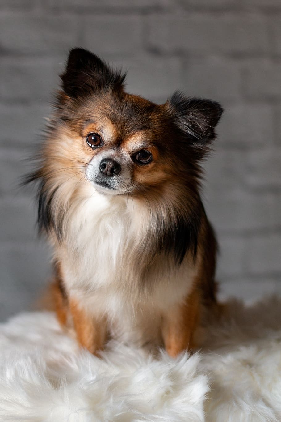 chihuahua, dog, cute, small, race, chiwawa, fur, charming, white brown, HD wallpaper