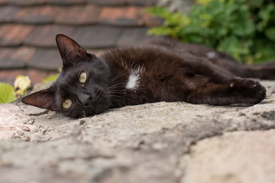 kitten, cat, black, cat eye, domestic cat, pets, animal, tom-cat HD wallpaper