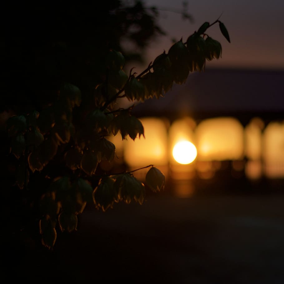 sun, sunset, silhouette, plants, focus on foreground, nature HD wallpaper