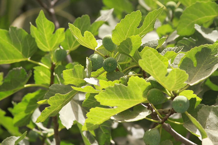 tree, nature, fig, green, leaf, plant part, green color, growth HD wallpaper