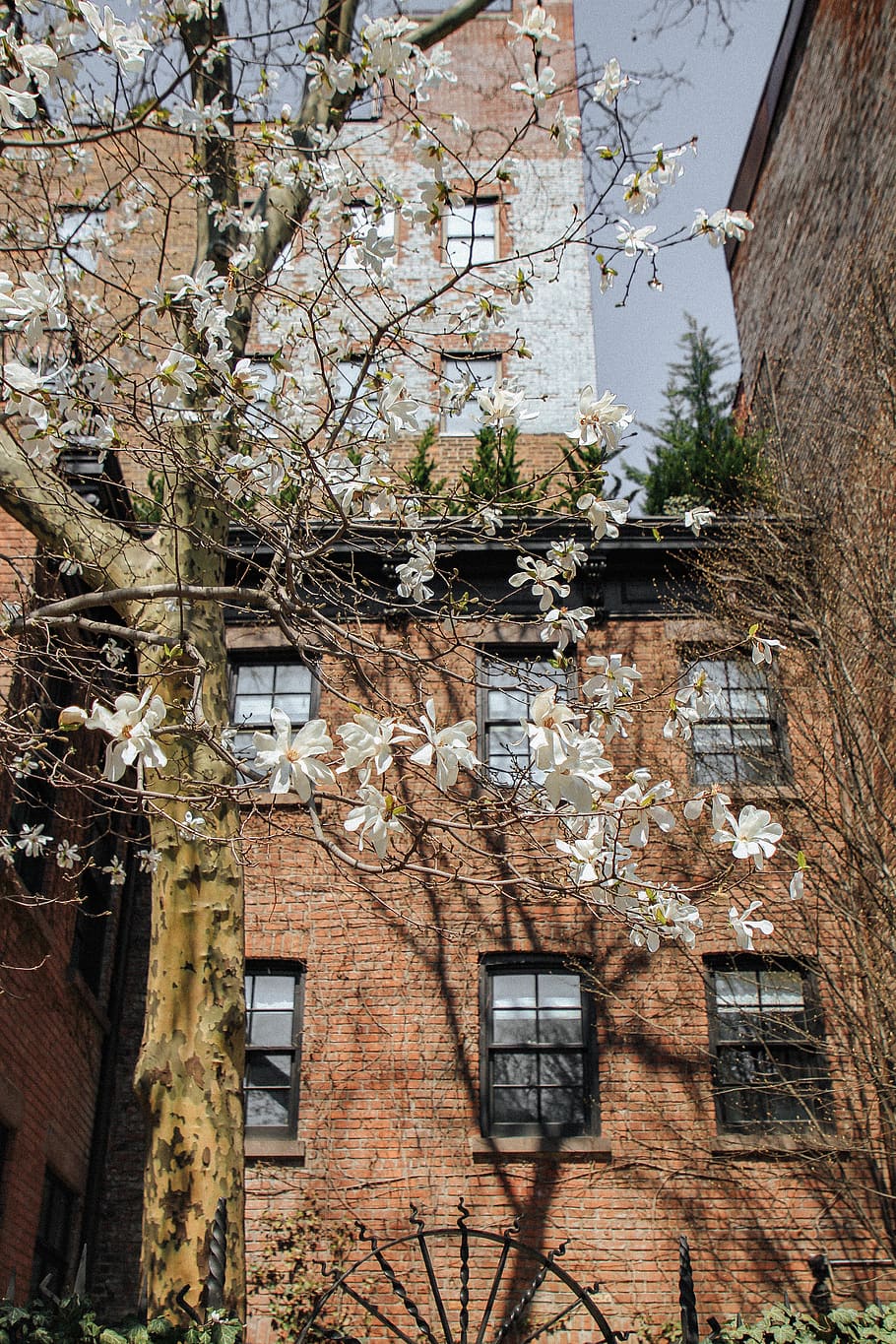 tree near brown building, brick, plant, tree trunk, city, town HD wallpaper