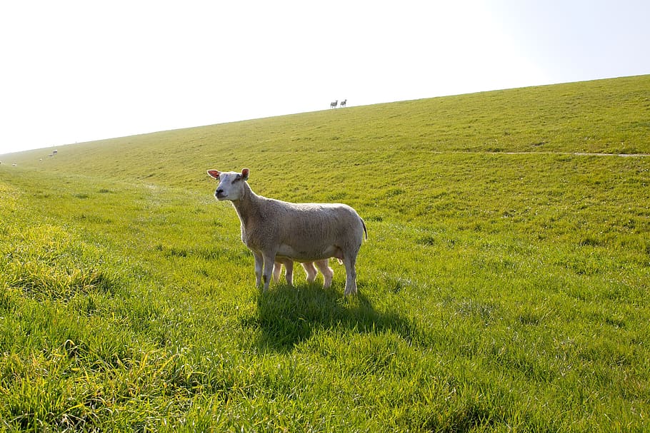 sheep, white, black, lamb, wool, cattle, animals, herd, meadow HD wallpaper