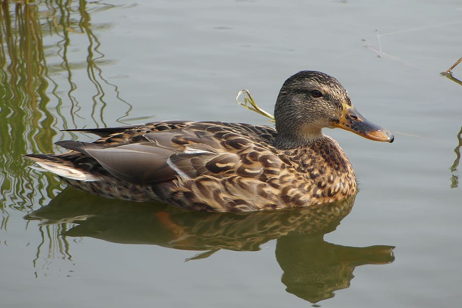 duck, water, bird, beak, plumage, crossword, swim, lake, animal themes HD wallpaper