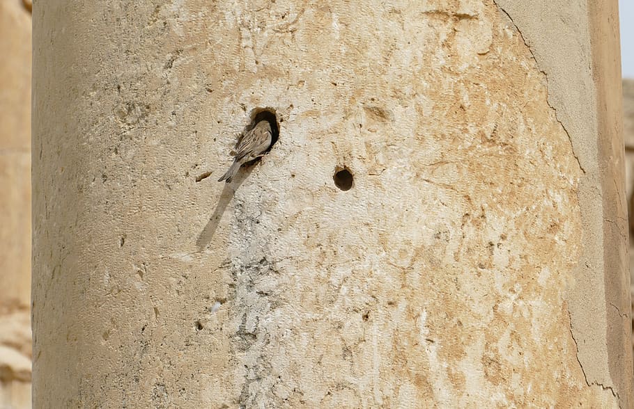 jordan, sparrow, sperling, nest, hole, jerash, gerasa, ruin HD wallpaper