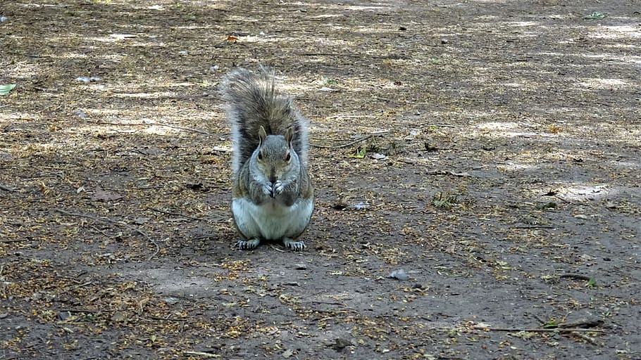 squirrel, park, nottingham, highfields, grey, red, ground, animal themes HD wallpaper