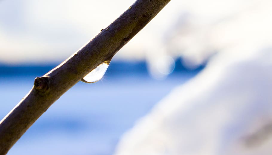 drop, water, branch, snow, droplets, day, no people, close-up HD wallpaper