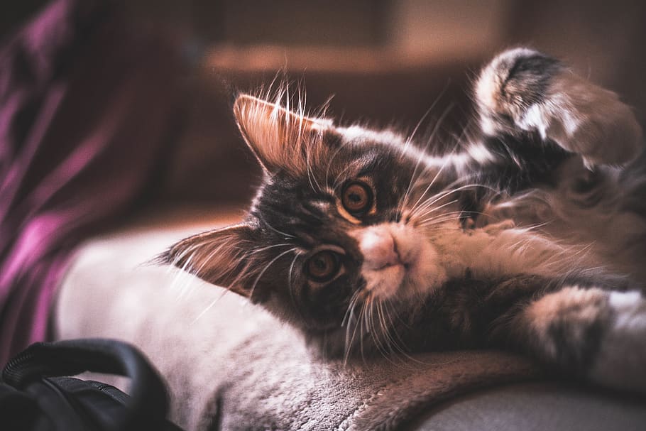 pet cat on bed, pets, domestic, mammal, domestic animals, domestic cat HD wallpaper