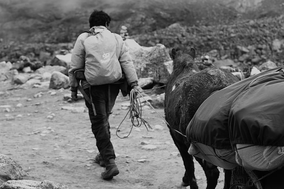 peru, rear view, real people, mammal, one person, men, pets HD wallpaper
